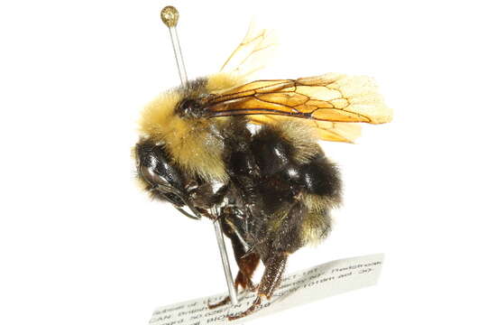 Image de Bombus insularis (Smith 1861)