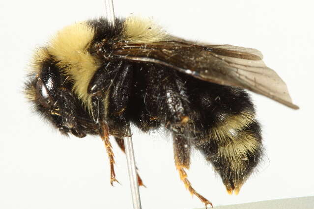 Image de Bombus insularis (Smith 1861)