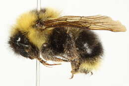 Image of Fernald's Cuckoo Bumble Bee