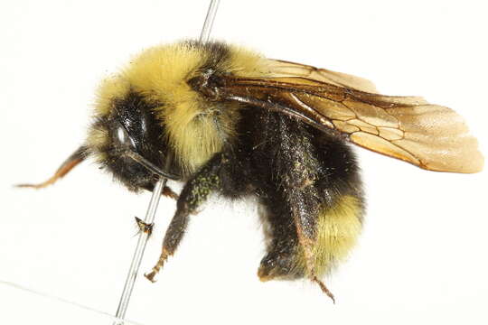 Image de Bombus insularis (Smith 1861)