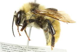 Image of White Shouldered Bumble Bee