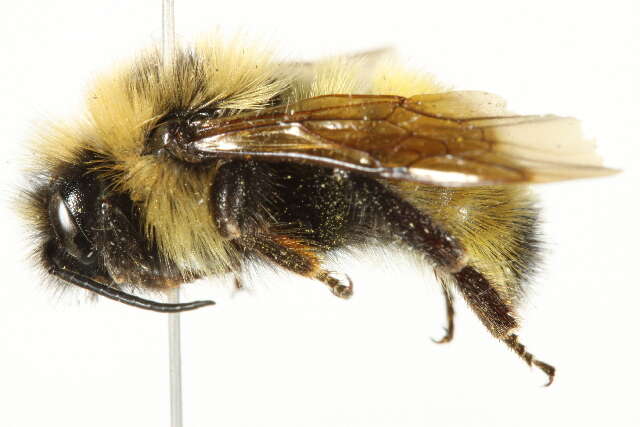 Image de Bombus insularis (Smith 1861)