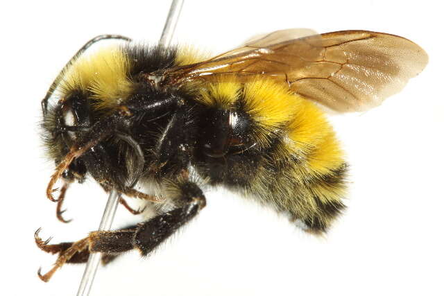 Sivun Bombus borealis Kirby 1837 kuva