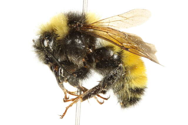 Sivun Bombus borealis Kirby 1837 kuva