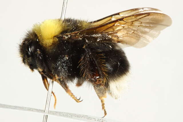 Слика од Bombus occidentalis occidentalis Greene 1858