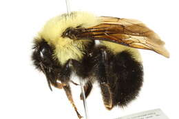 Image of Two-spotted Bumblebee