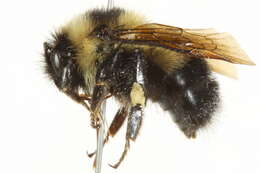 Sivun Bombus sandersoni Franklin 1913 kuva