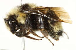 Image of Two Form Bumble Bee