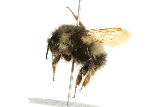 Image of Sitka bumble bee