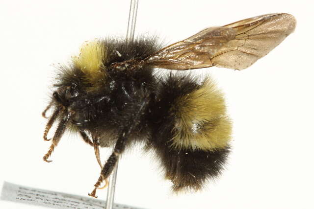 Image of Yellow-banded Bumblebee