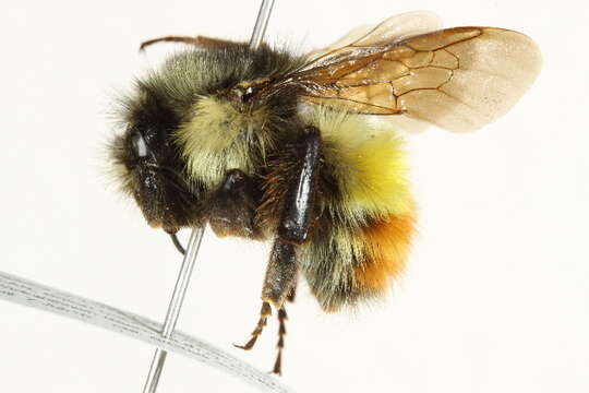 صورة Bombus flavifrons Cresson 1864