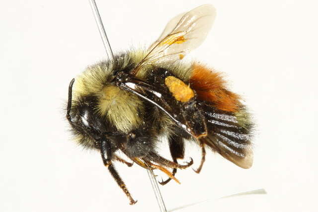 Image of Forest Bumble Bee
