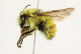 Image of Yellow Head Bumble Bee