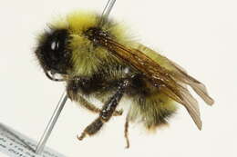 Image of Fernald's Cuckoo Bumble Bee