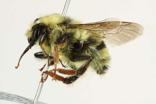 Image of Two Form Bumble Bee