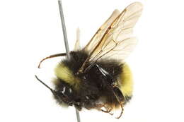 Image of Yellow-banded Bumblebee