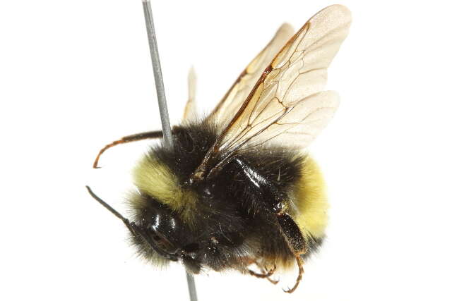 Image of Yellow-banded Bumblebee