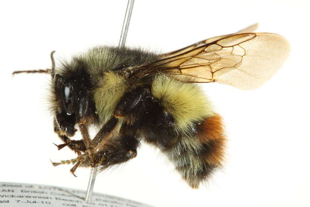 Image of Yellow Head Bumble Bee