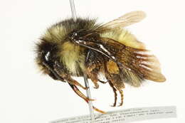 Image of Yellow Head Bumble Bee