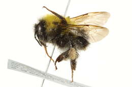 Image of Confusing Bumblebee