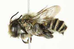 Image of Texas Leaf-cutter Bee