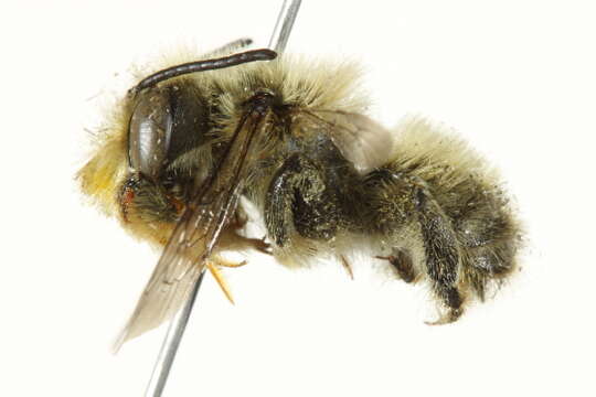 Image of Furry Leaf-cutter Bee