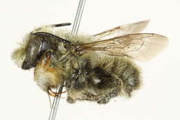 Megachile perihirta Cockerell 1898 resmi