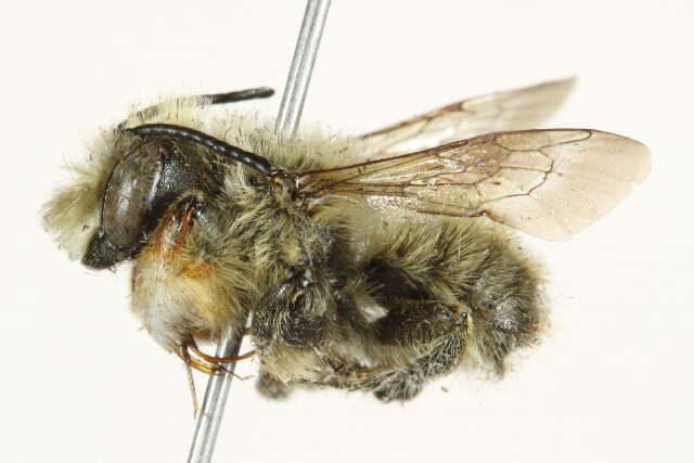 Image of Furry Leaf-cutter Bee