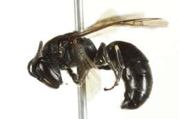 Imagem de Hylaeus annulatus (Linnaeus 1758)