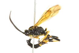 Image of Ichneumon macilentus (Tischbein 1881)