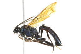 Image of Patrocloides montanus (Cresson 1864)