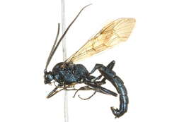 Image of Patrocloides montanus (Cresson 1864)