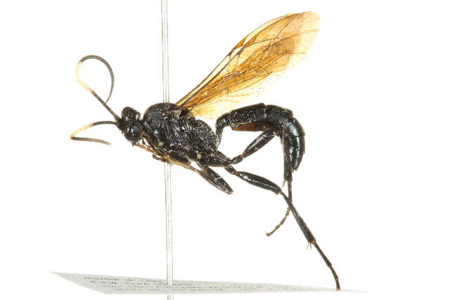 Image of Ichneumon macilentus (Tischbein 1881)