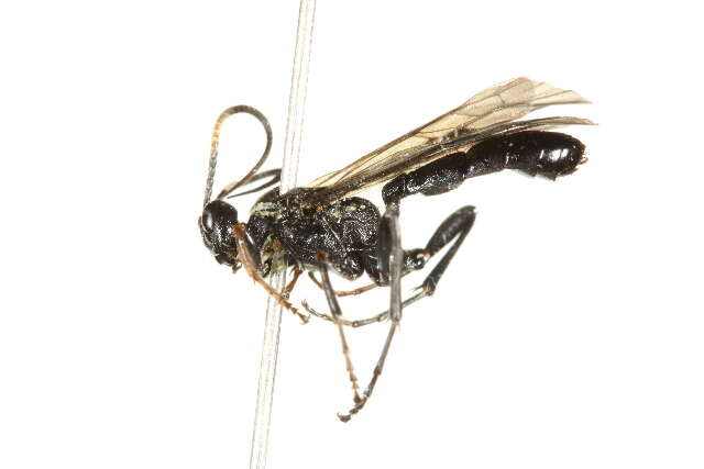 Image of Ctenichneumon