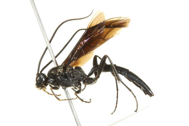 Image of Coelichneumon maurus (Cresson 1864)