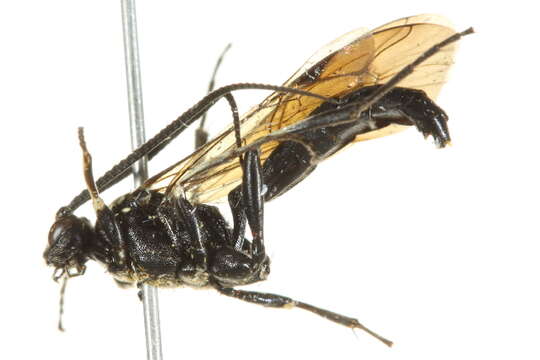 Image of Ctenichneumon