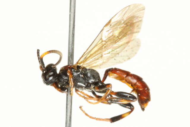 Image of Ichneumon stigmatorius Zetterstedt 1838