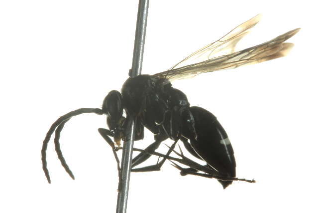 صورة <i>Episyron quinquenotatus</i>