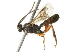 Sivun Sphecophaga vesparum (Curtis 1828) kuva