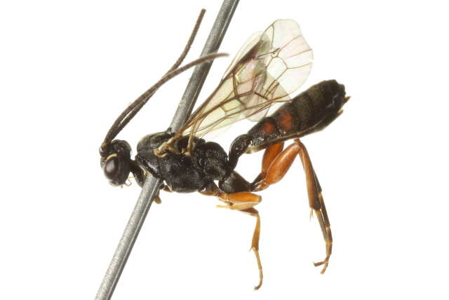 Image of Sphecophaga vesparum (Curtis 1828)