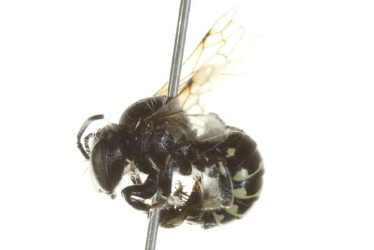 Anthidium tenuiflorae Cockerell 1907的圖片