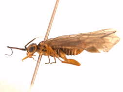 Image of xyelid sawflies