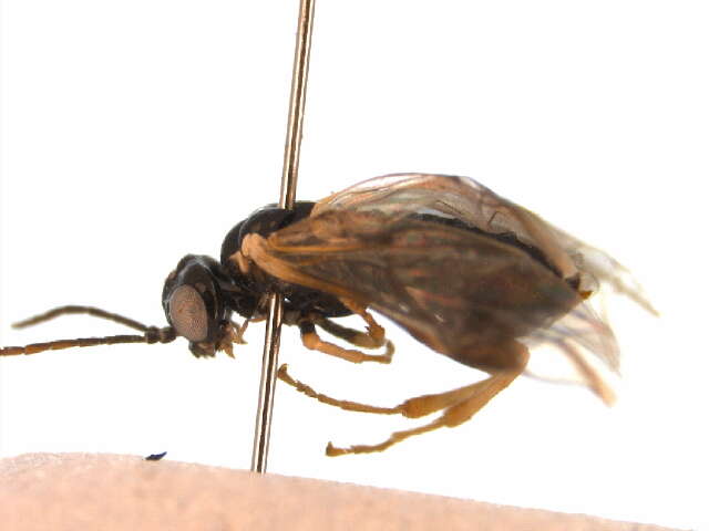 Image of Early Birch Leaf Edgeminer