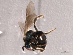 Image of Insecta