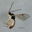Image of Adelognathus punctulatus Thomson 1883