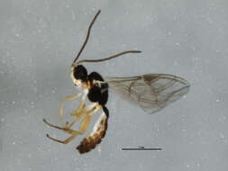 Adelognathus punctulatus Thomson 1883 resmi