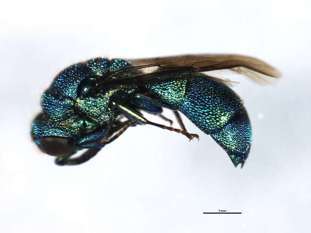 Image of <i>Chrysis impressa</i>