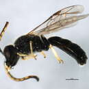 Image of Boreal Sweat Bee