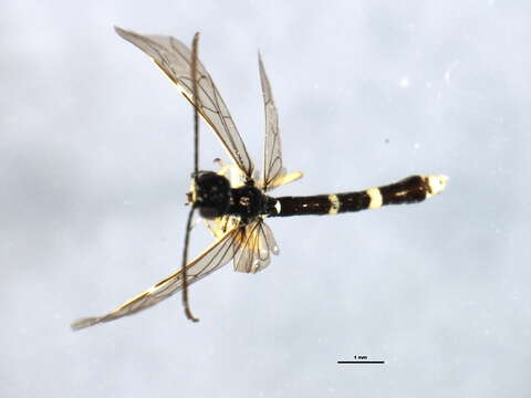 Image of Wheat Stem Sawfly