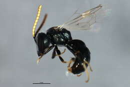 <i>Lasioglossum prasinogaster</i> resmi